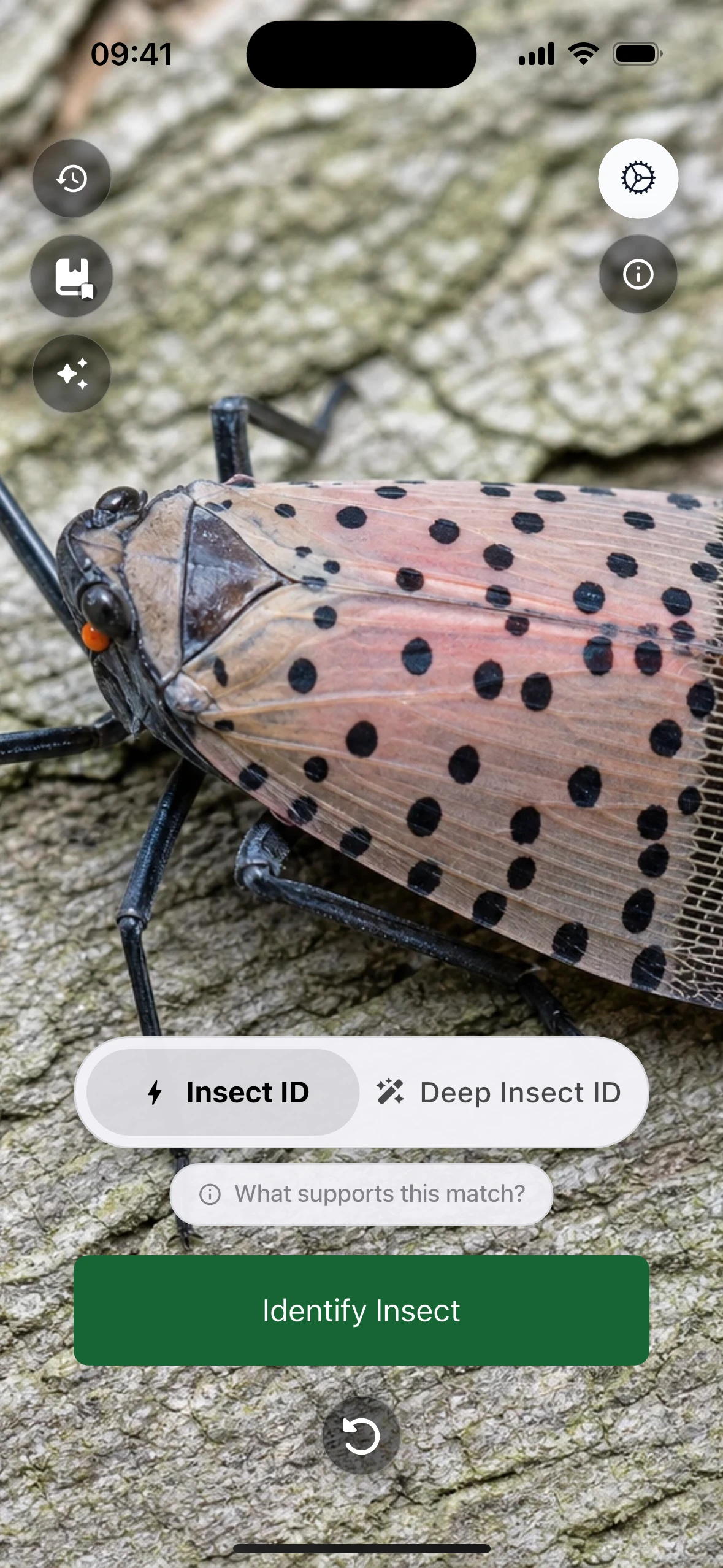 Camera – Insect Identifier iPhone screen