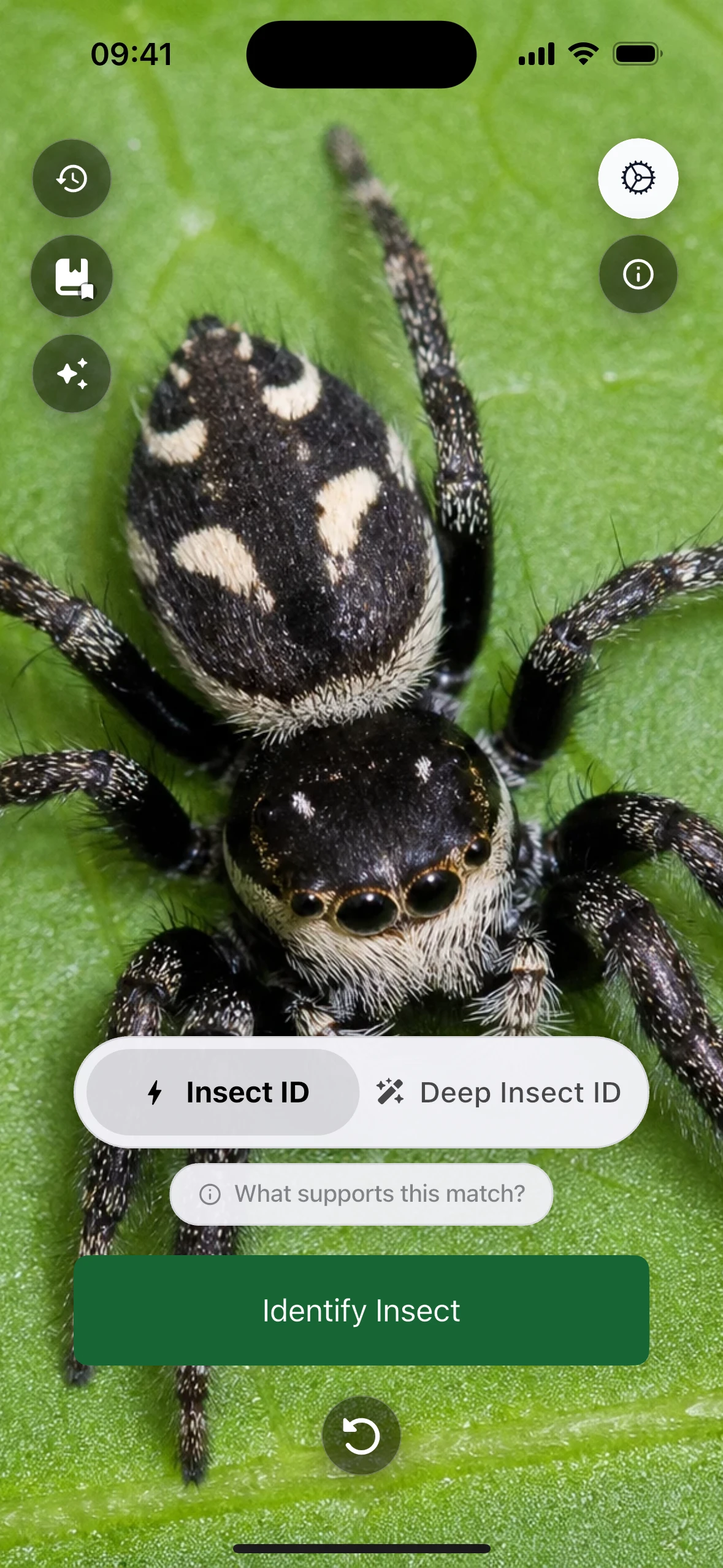 Kamera – Insect Identifier iPhone ekranı